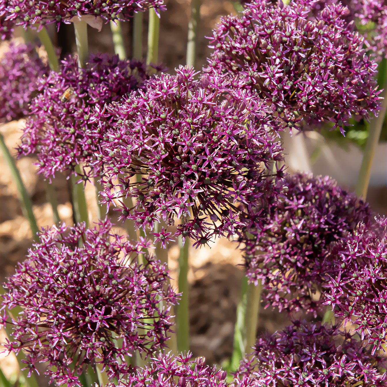 Bakker Miami allium violet sachet 5 bulbes parfumé