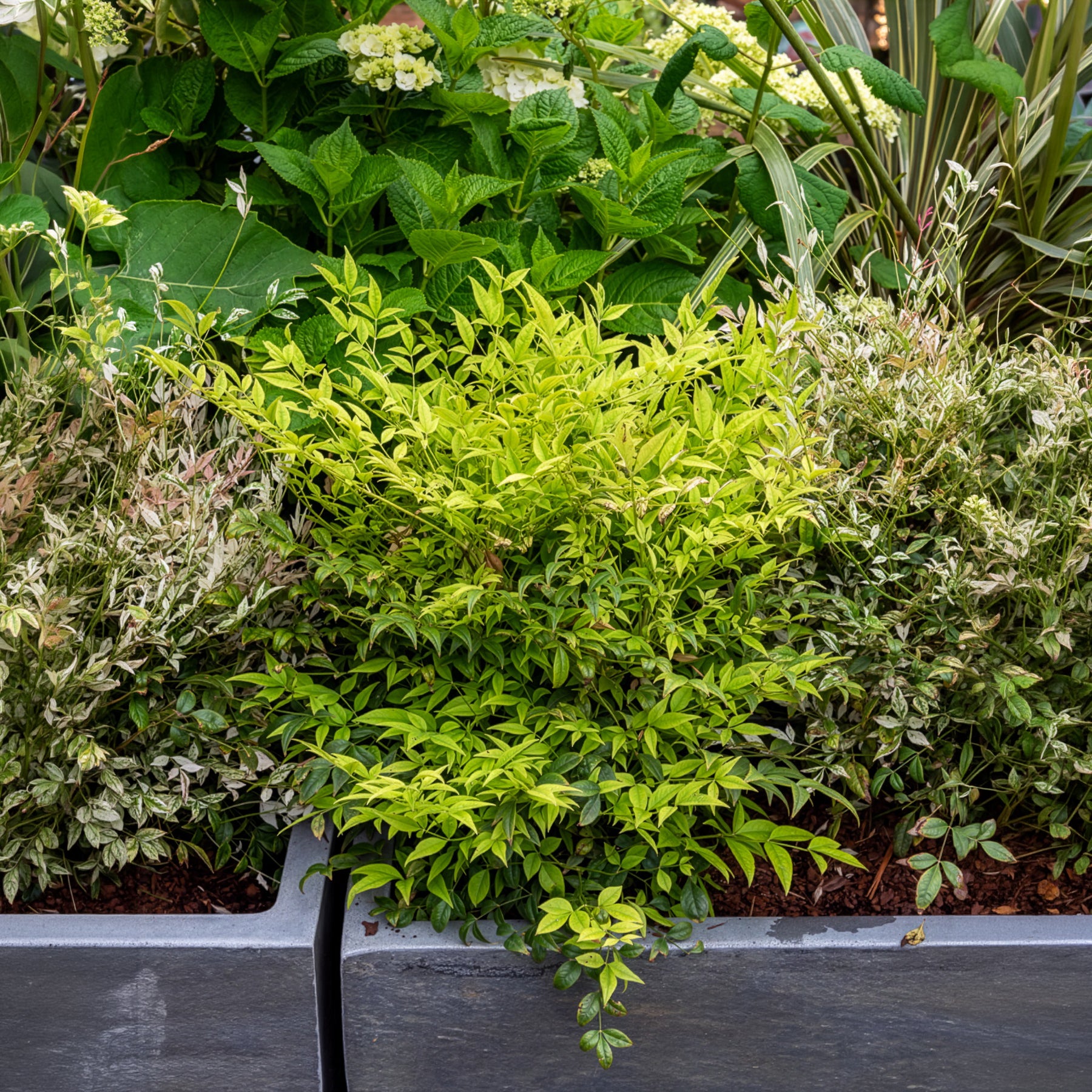 Bakker Nandina Magical Lemon Lime arbuste pot Ø 9cm