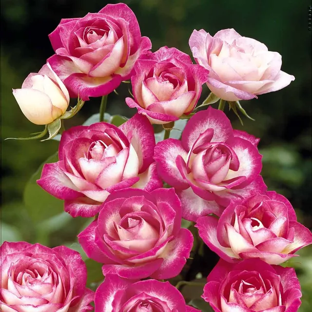 Bakker Rosiers La Minuette rosier massif lot 3 racines nues bicolore