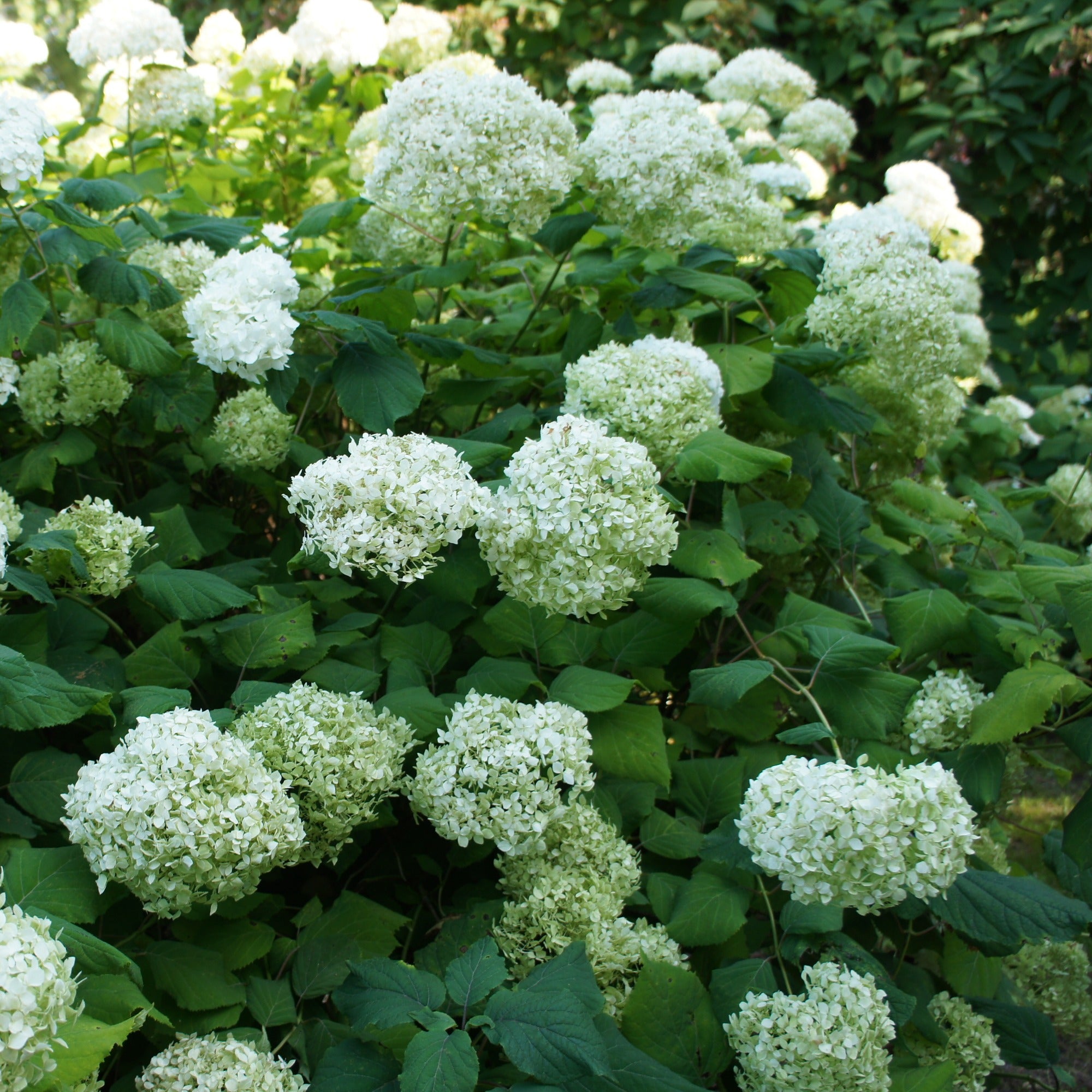 Bakker Hortensia Annabelle arbuste fleuri 1,5L boule blanche