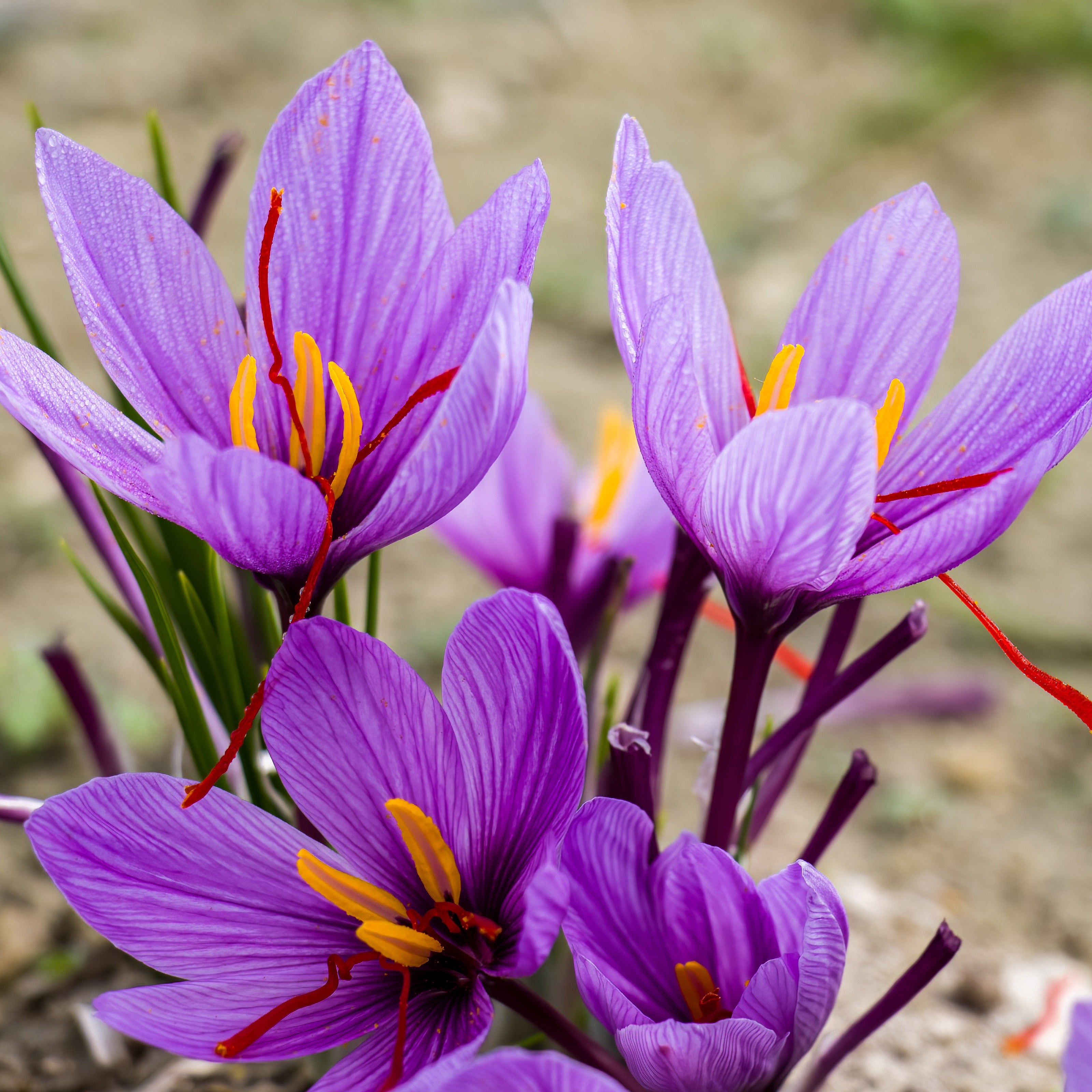 Bakker Crocus safran 10 bulbes violet automne
