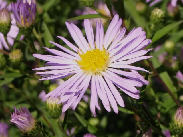 Passion Vivaces ASTER X Henri Pico vivace godet mauve pâle tardif