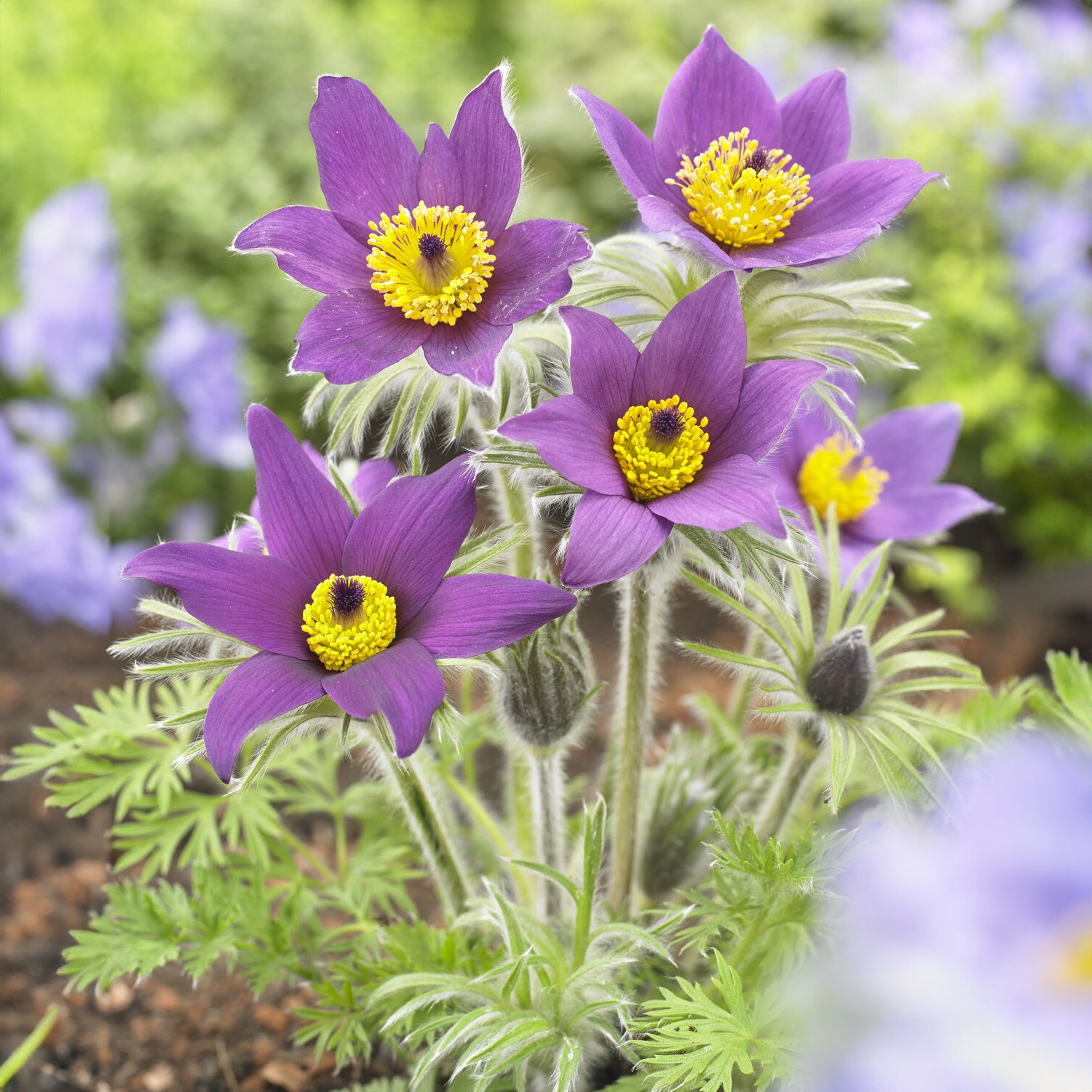 Bakker Plantes vivaces Anémone pulsatille fleur violette pot 9cm