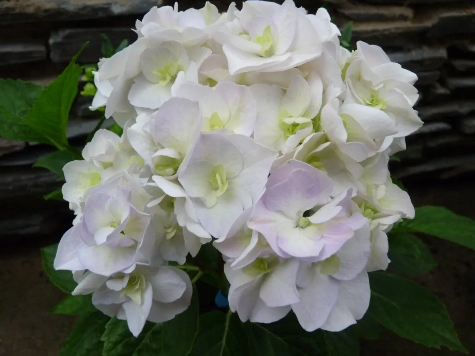 Les Hortensias du Haut Bois Domotoï hortensia fleurs rondes godet