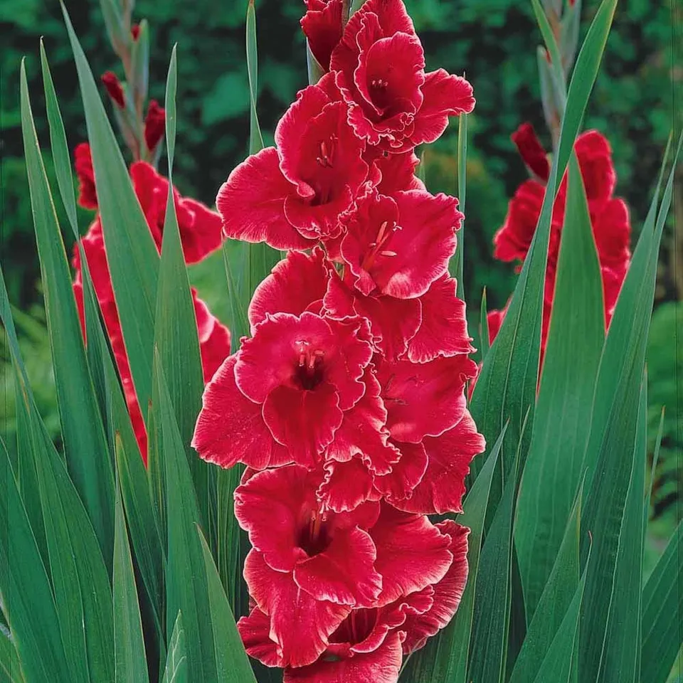 Bakker Aftershock 25 glaïeuls rouges bulbes 12-14 cm