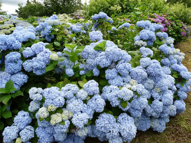 Les Hortensias du Haut Bois Nikko Blue Hydrangea macrophylla hortensia boule