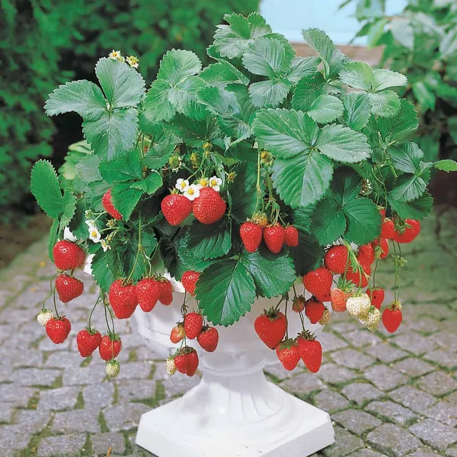 Bakker Fruitiers Fraisier Maestro fraisier 5 racines nues