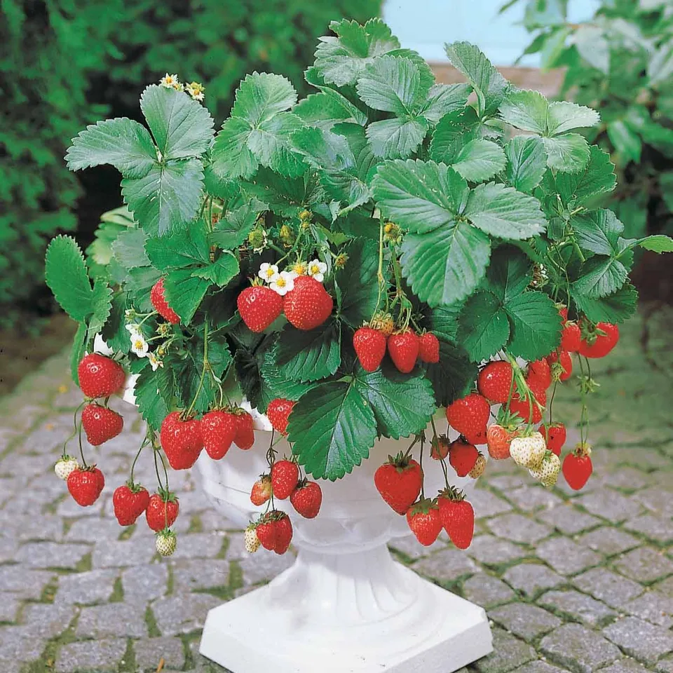 Bakker Fruitiers Fraisier Maestro fraisier 5 racines nues