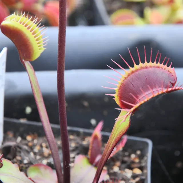 Carniflore Dionée Royal Red plante carnivore rouge adulte