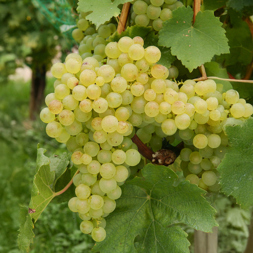 Bakker Collection de vignes fruitier 4 mottes 2 ans grimpant