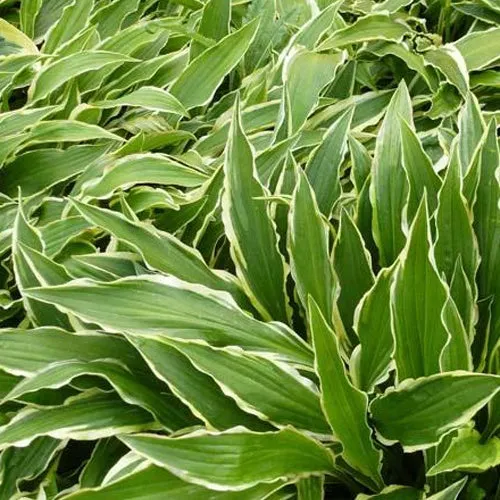 Bakker Hosta Stiletto plante vivace pot 3L