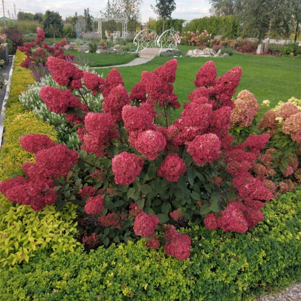 Bakker Hortensia Framboisine arbuste fleuri pot 8cm