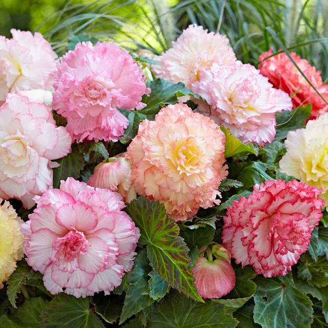 Bakker Bégonia Samba bulbe fleur double 5 bulbes mélange
