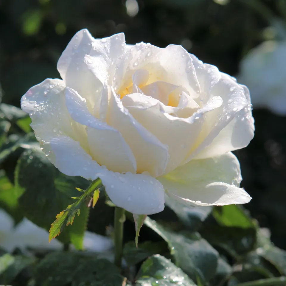 Bakker Rosier White Symphony racine nue rose blanche remontante