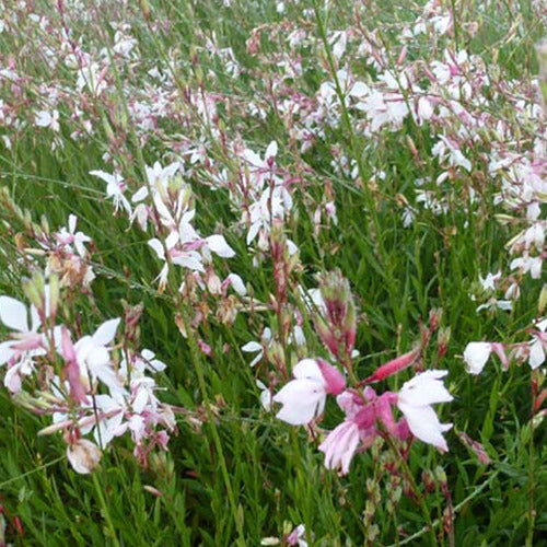 Bakker Plantes vivaces Gaura blanc et rose plante vivace pot 9cm
