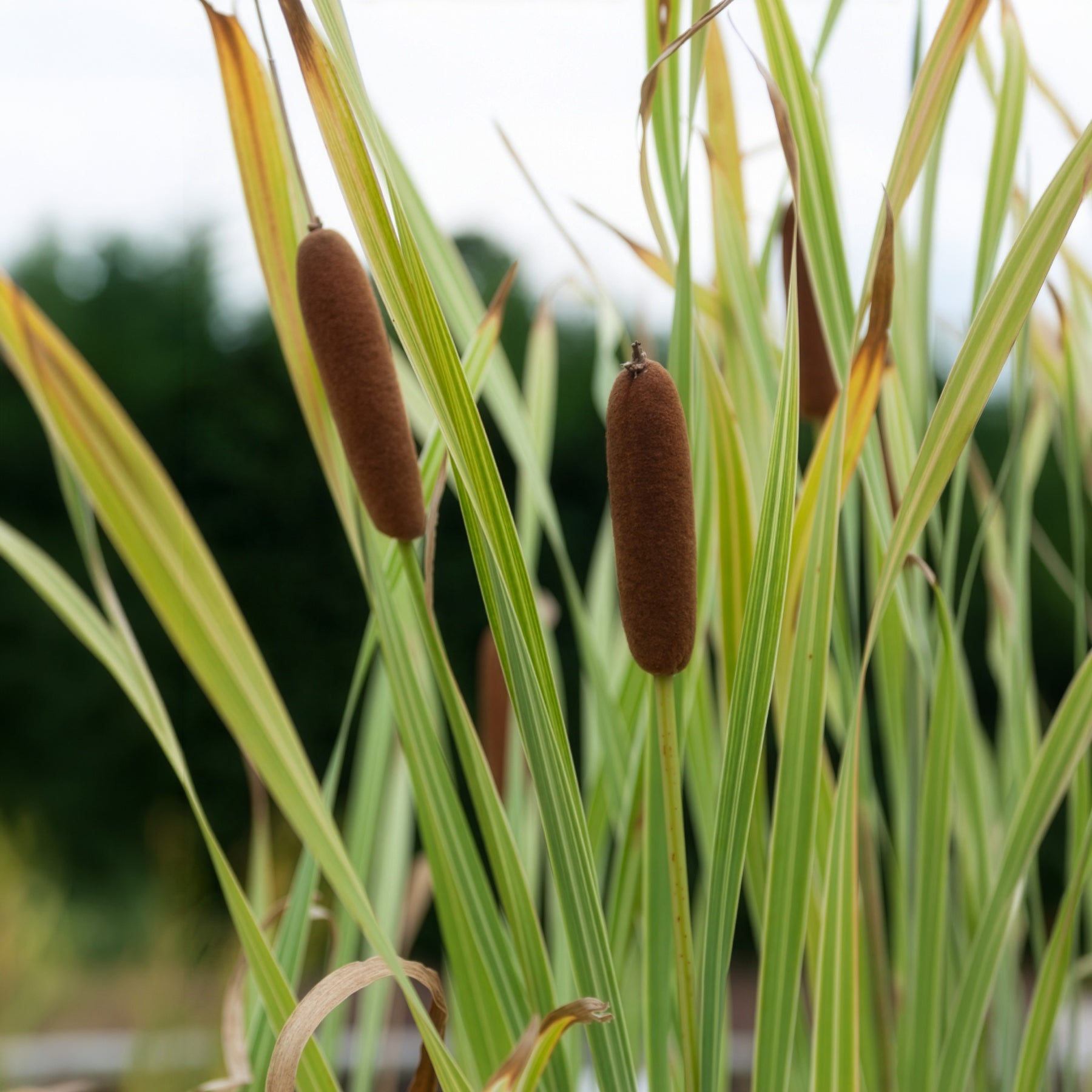 Bakker Typha Variegata massette pot 8cm panachée