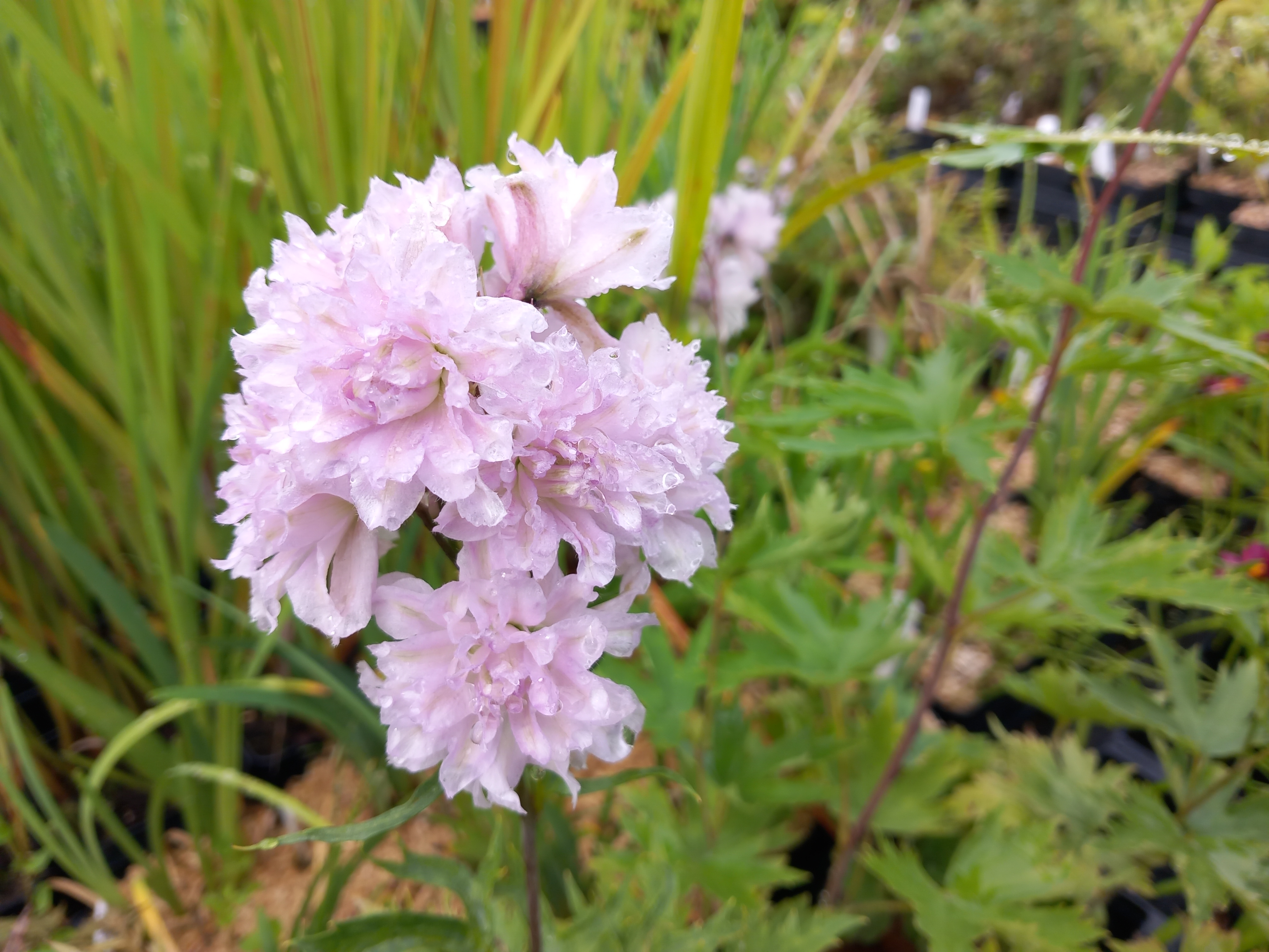 Passion Vivaces Delphinium Cha Cha pied d'alouette pot 1L blanc rosé