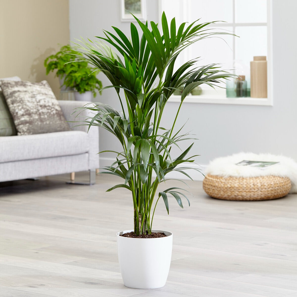 Bakker Howea forsteriana palmier Kentia pot 13cm 40-50cm