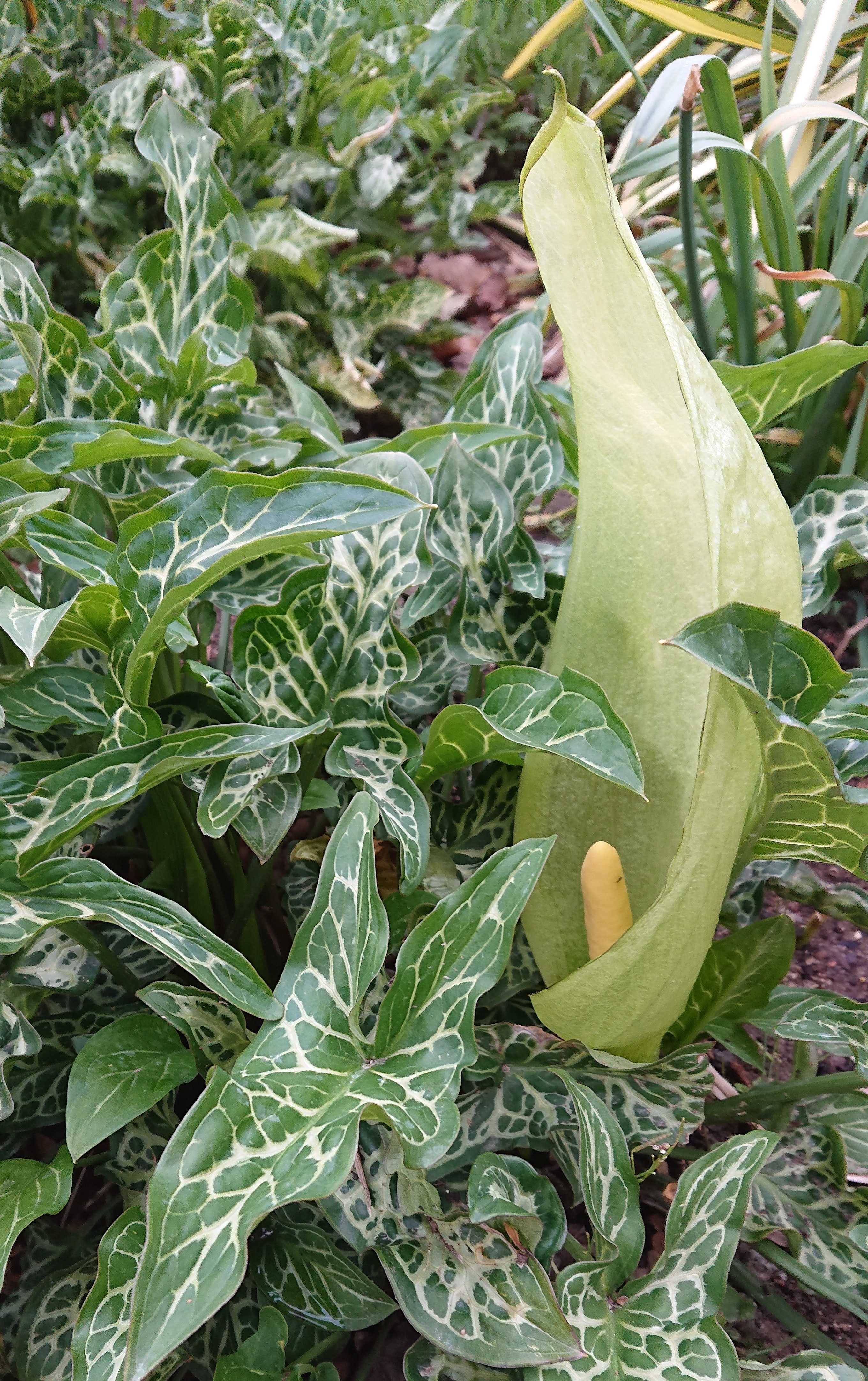 Passion Vivaces Arum Pictum gouet godet feuillage argenté