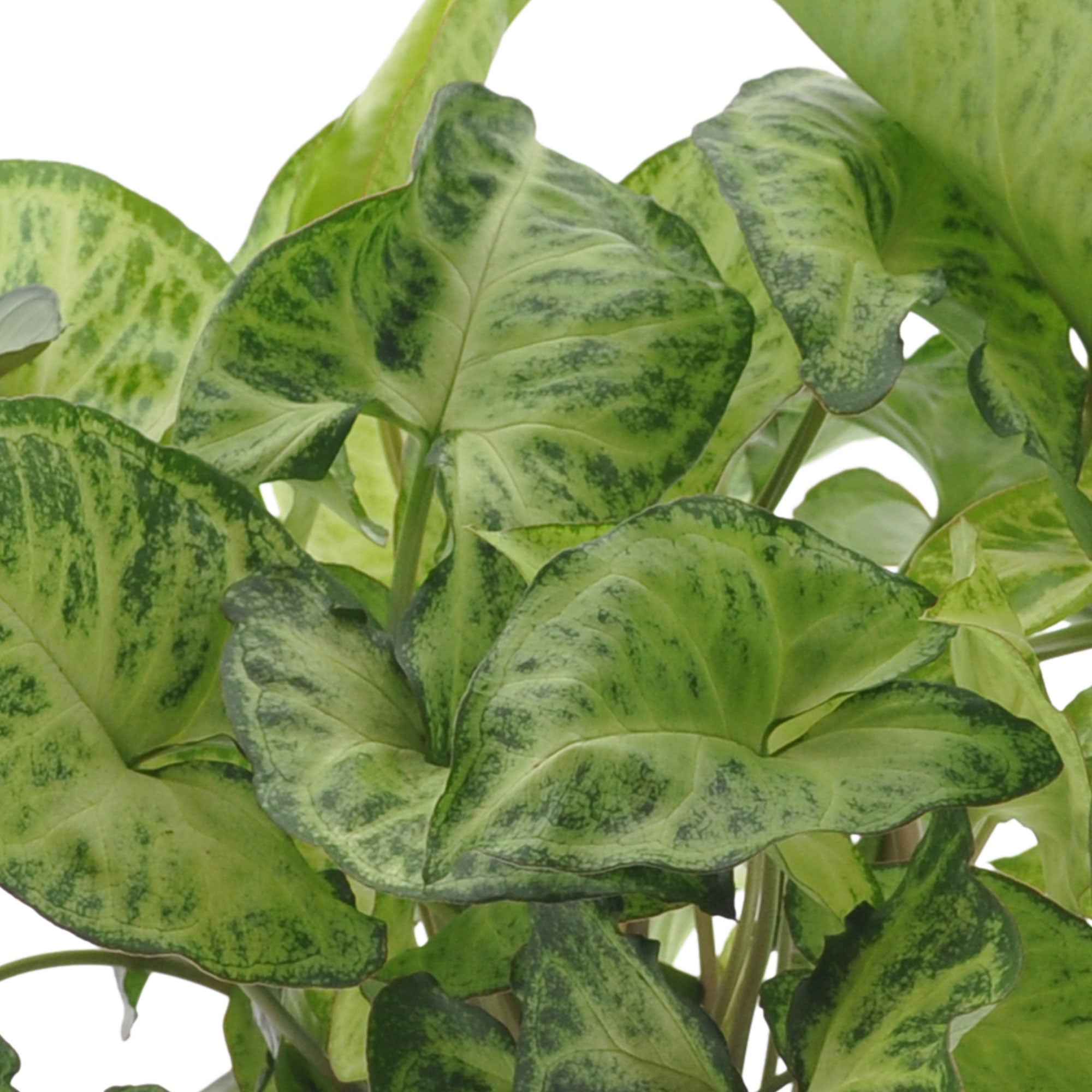Bakker Plantes d'intérieur Collection marbré 3 pots 20-40cm