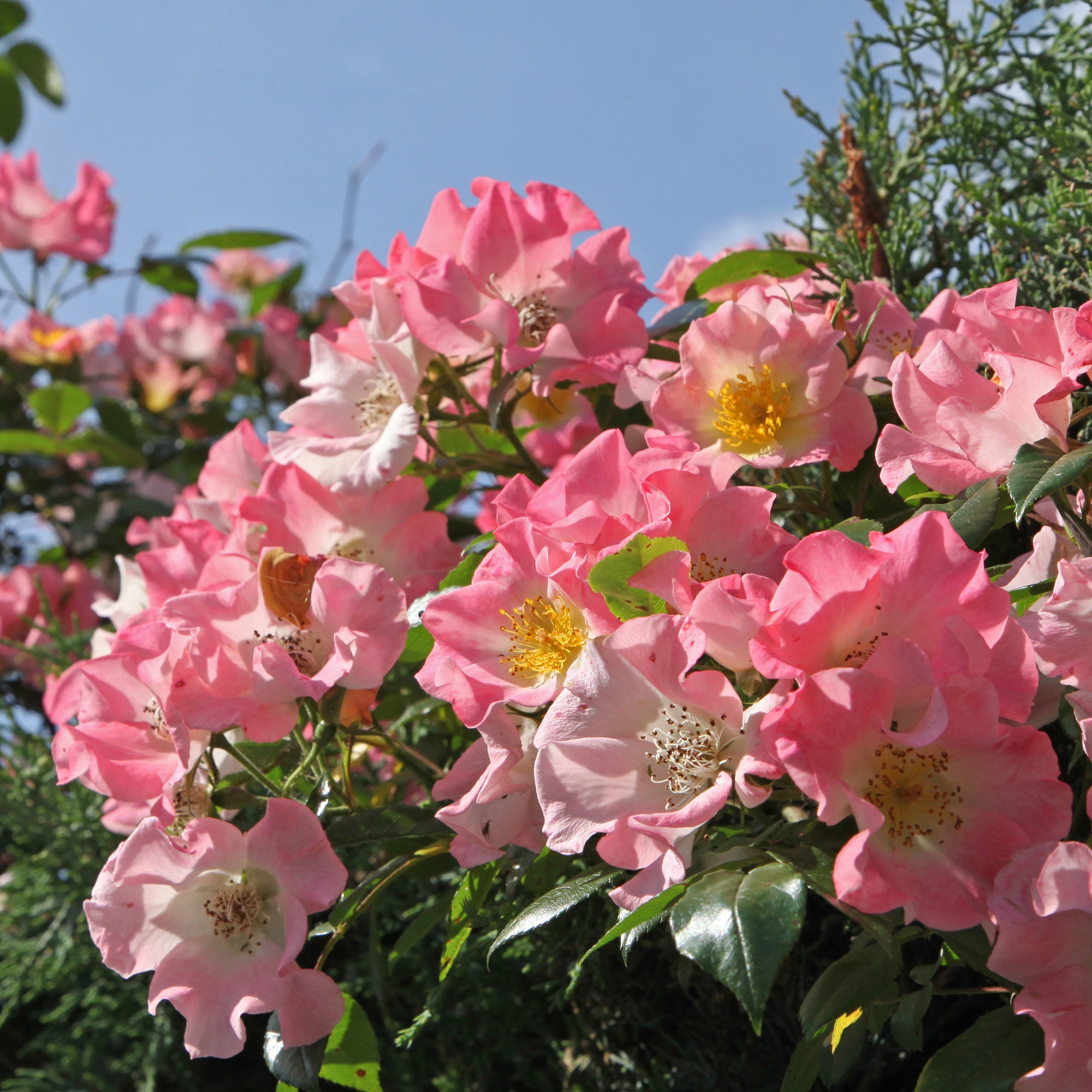 Bakker Rosier Kew Rambler liane rose pot 4L 15-40cm