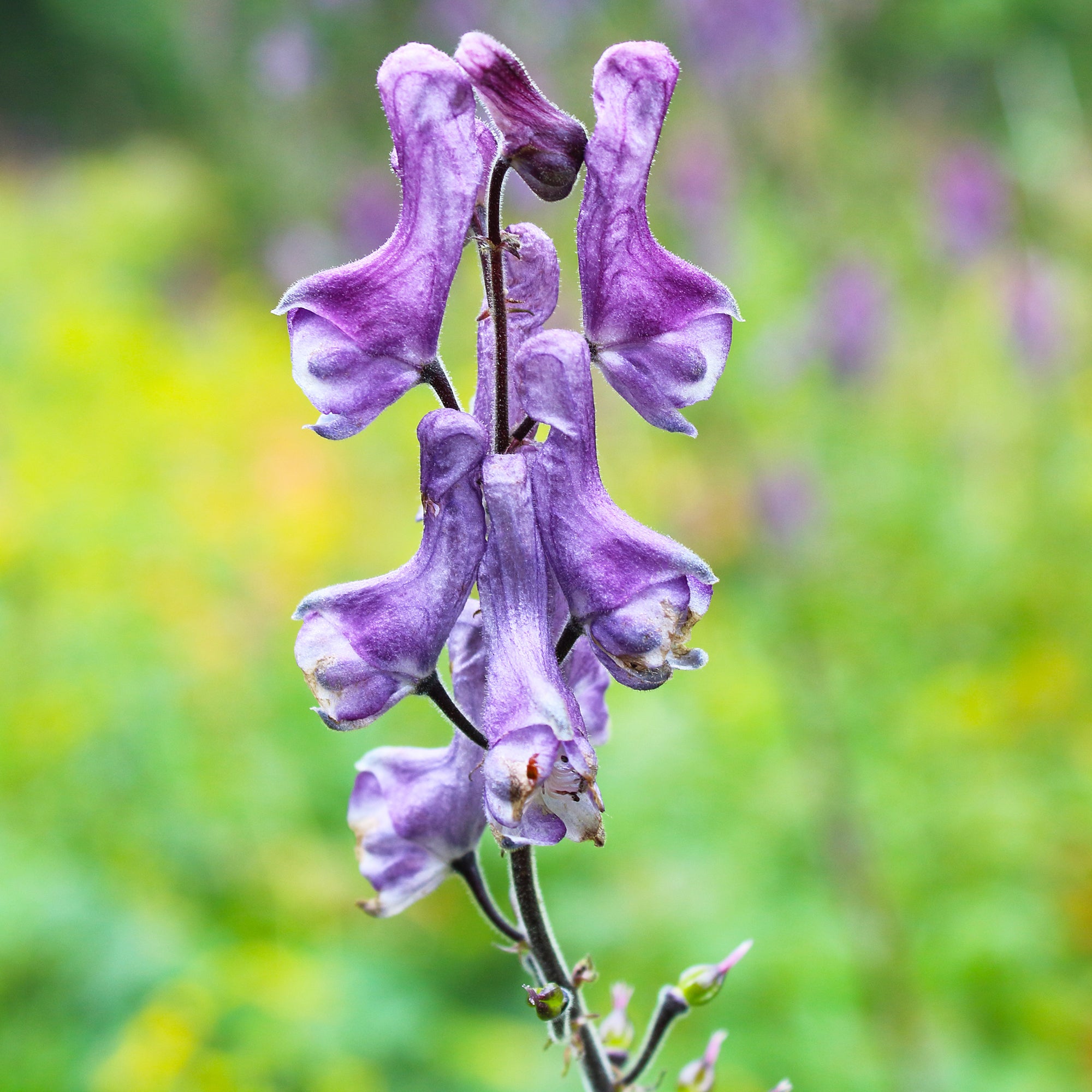Bakker Aconit Purple Sparrow plante vivace pot Ø 9cm violet