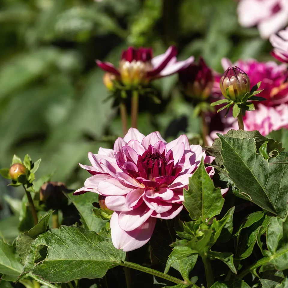Bakker Dahlia Crème de Cassis bulbe décoratif rose 1 bulbe
