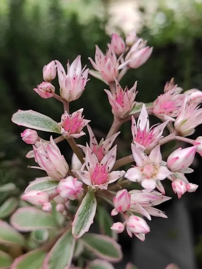 Passion Vivaces Sedum spurium Variegatum plante vivace godet panaché