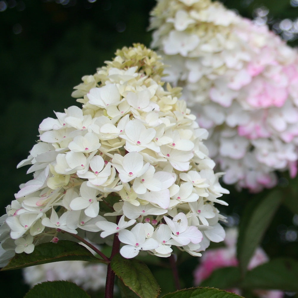Bakker Fraise Melba Renba hortensia pot 1,3L 20-25cm