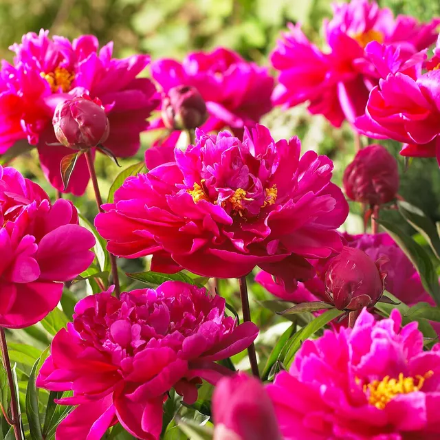 Bakker Karl Rosenfield pivoine rouge racine nue 2-3 yeux parfumée