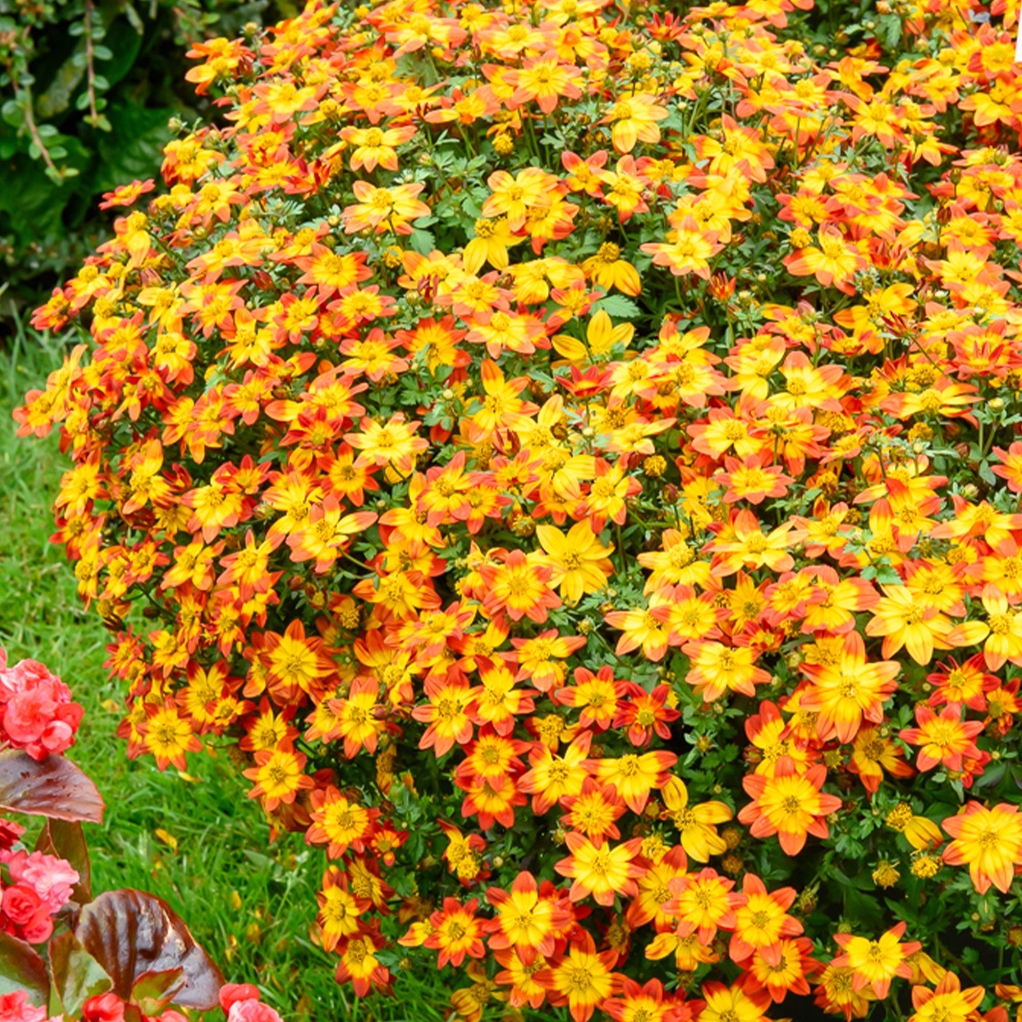 Bakker Terrasses Bidens Blazing Glory plante pot 10,5cm jaune