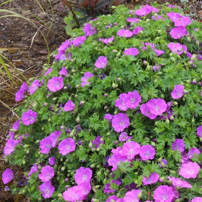 Passion Vivaces Geranium sanguineum Max Frei vivace pot 1L rose