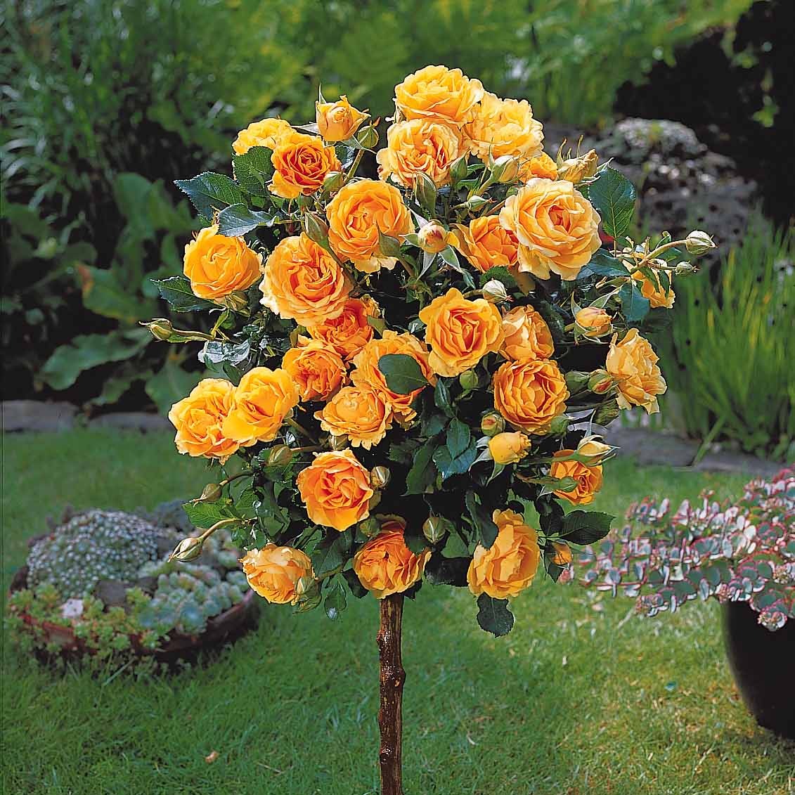 Bakker Rosiers Trio tiges Walztime Sunsilk Dame Cœur 3 racines nues
