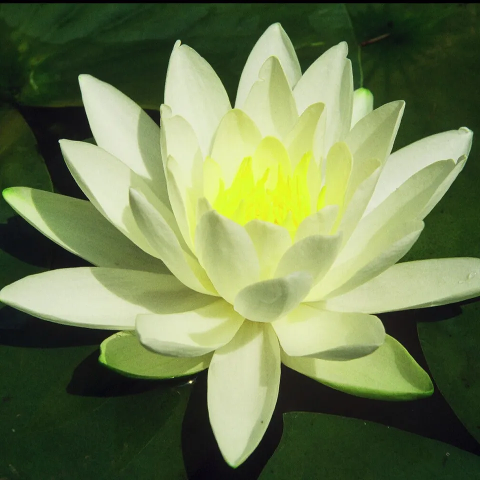Bakker Nénuphar Gladstoniana blanc plante bassin pot 9cm