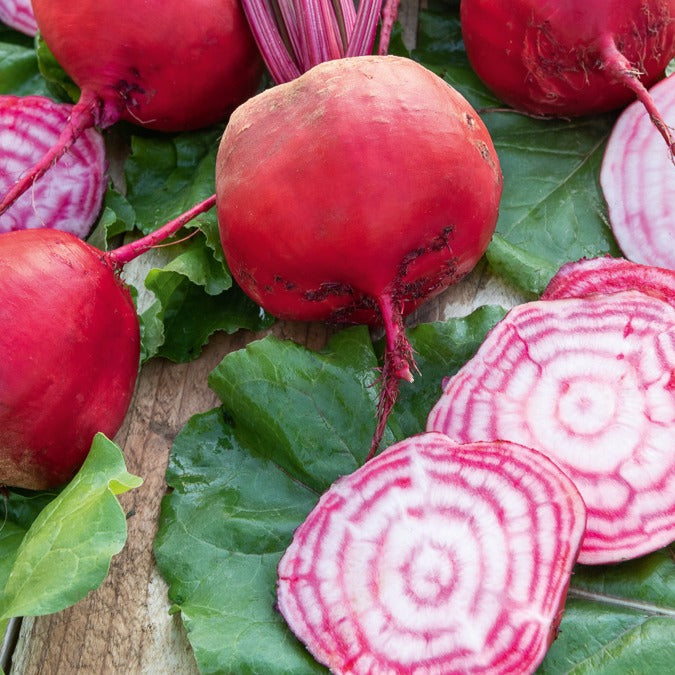 Bakker Chioggia betterave rouge graines sachet 6g douce
