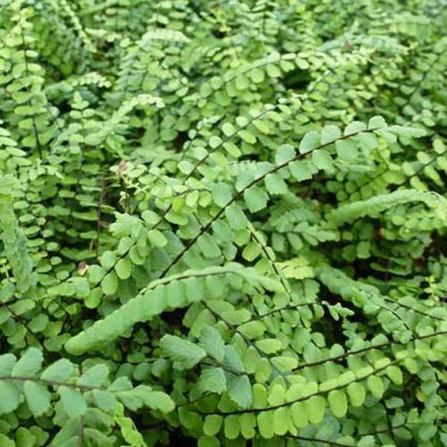 Bakker Fausse-Capillaire Asplenium trichomanes fougère pot 9cm