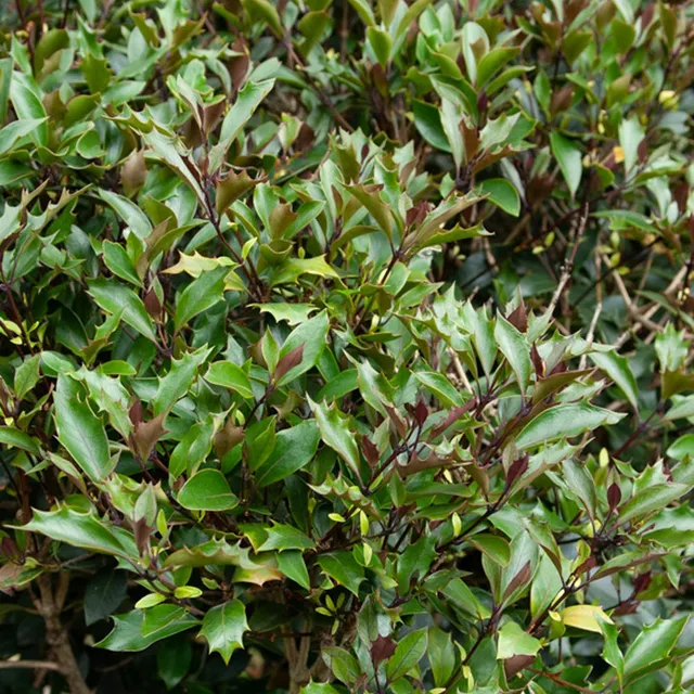 Bakker Osmanthe Purpureus arbuste pot 3L 40cm