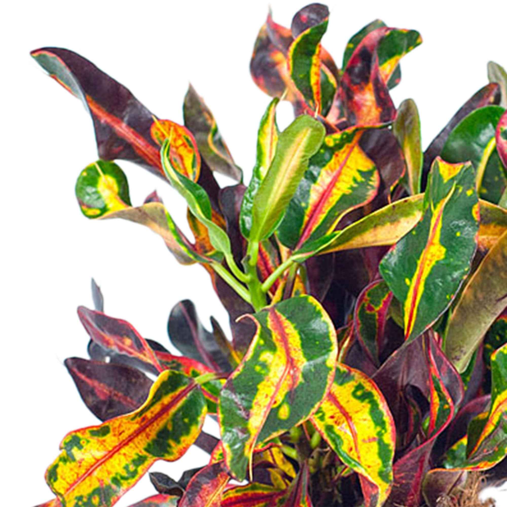 Bakker Croton Codiaeum 'Mammi' plante d'intérieur pot Ø 12 cm multicolore
