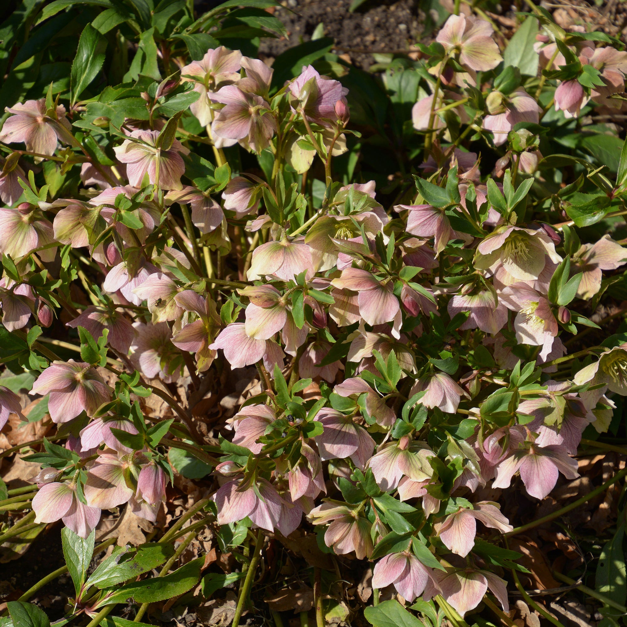 Bakker Hellébore Orient Pink Lady vivace pot 9cm rose hiver