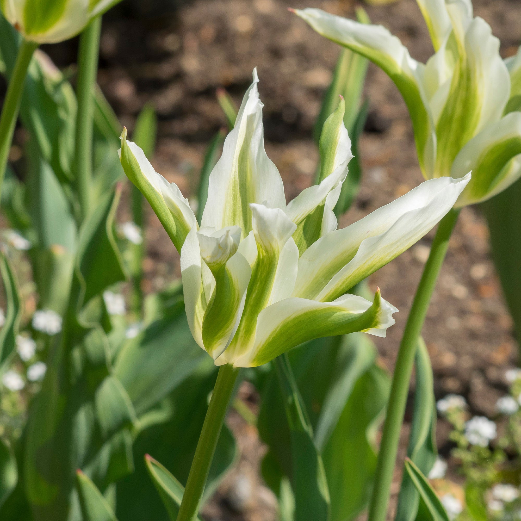 Bakker Bulbes à fleurs Tulipe Greenstar bulbe fleur blanche 10 bulbes