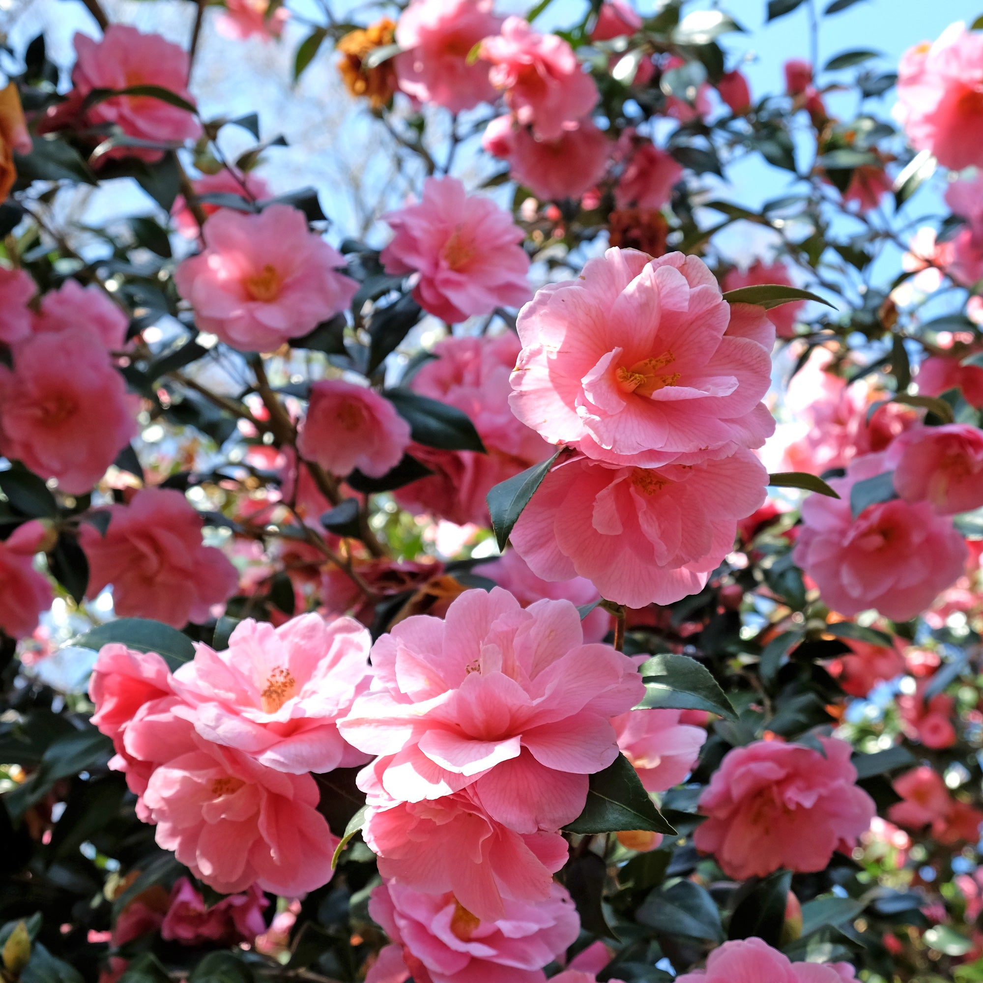 Bakker Camélia Japon doubles roses arbuste pot 2L 30-40cm