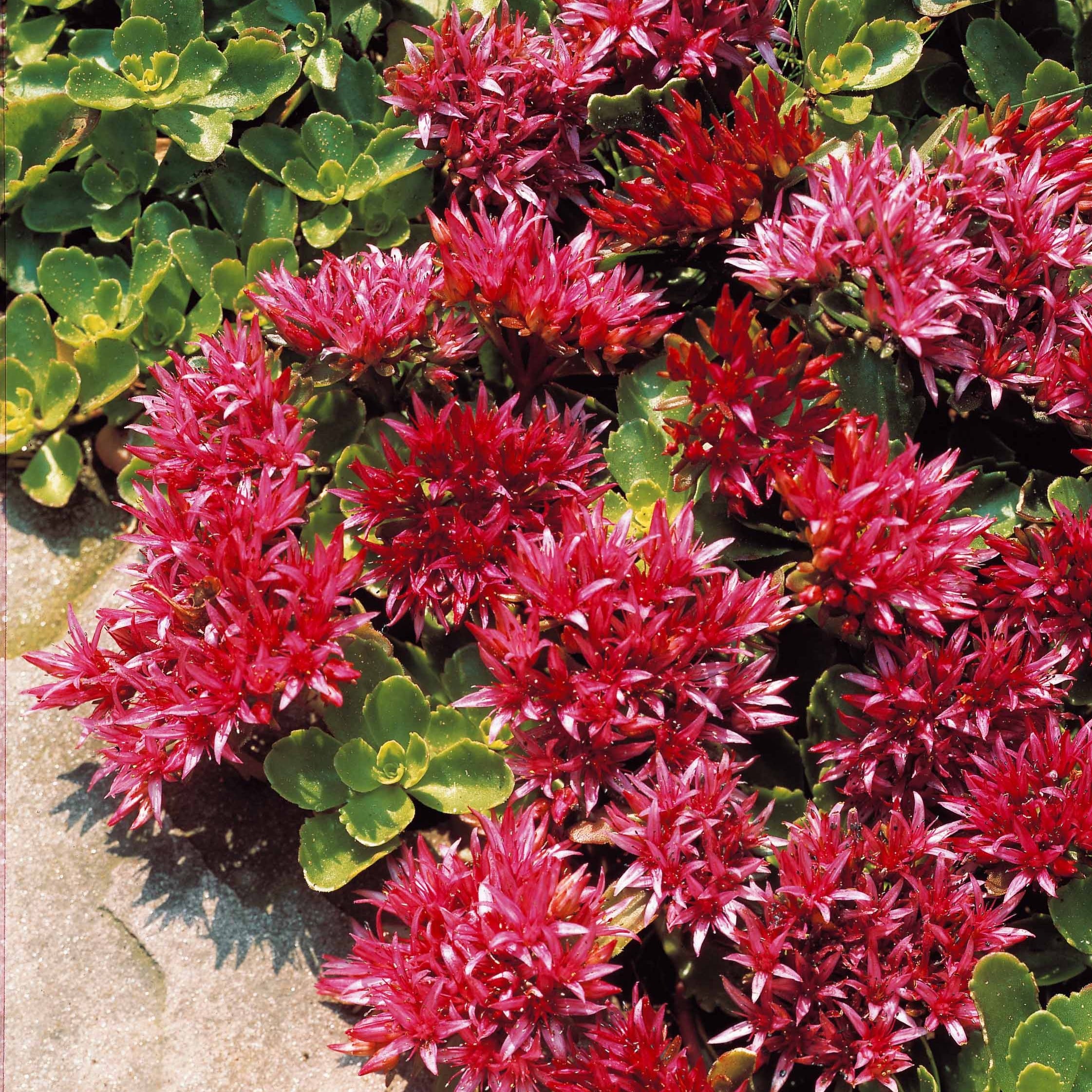 Bakker Sedum Fuldaglut orpin 5 pots 9cm couvre-sol rouge