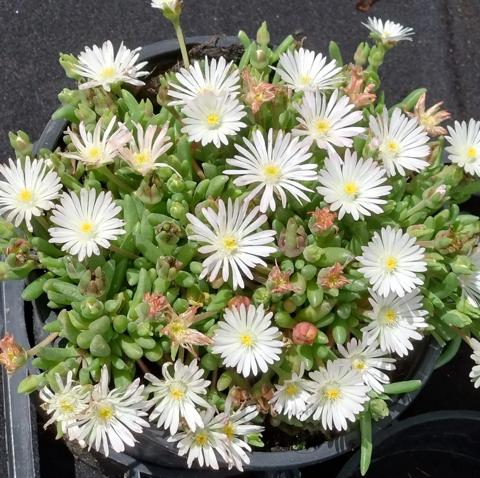 Passion Vivaces Delosperma Graaf Reinet vivace pot 1L blanc