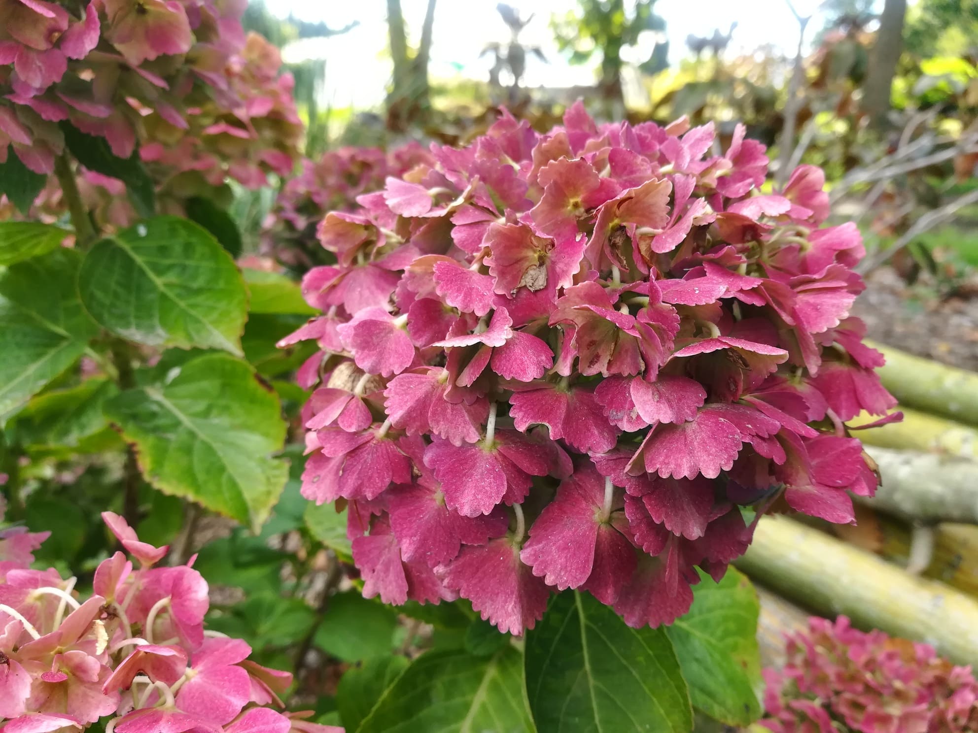 Les Hortensias du Haut Bois Hopaline hortensia boule rose godet