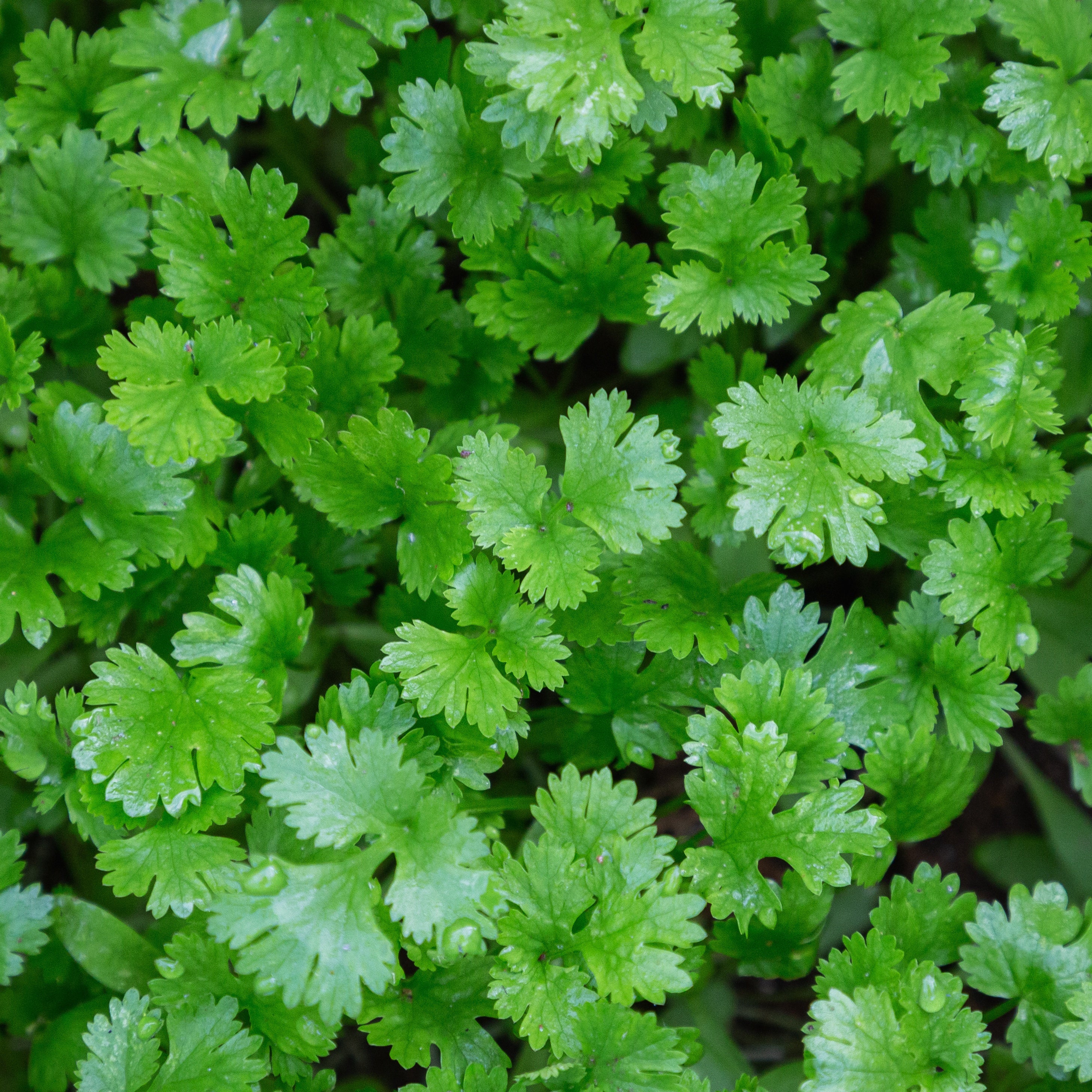 Bakker Plant de Coriandre aromatique pot Ø13cm fraîche