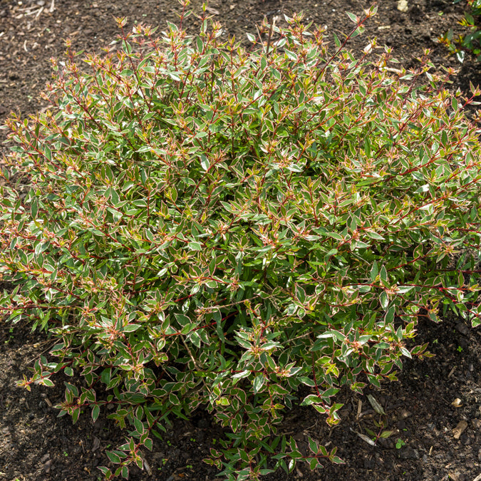 Bakker Abélia Confetti Abelia grandiflora arbuste pot 3L 20-30cm