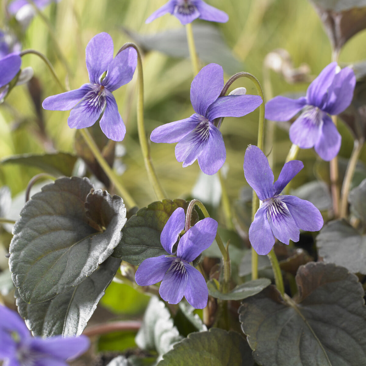 Bakker Violette de Labrador vivace pot 9cm pourpre