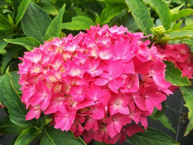 Les Hortensias du Haut Bois Hornli hortensia fleurs rondes godet