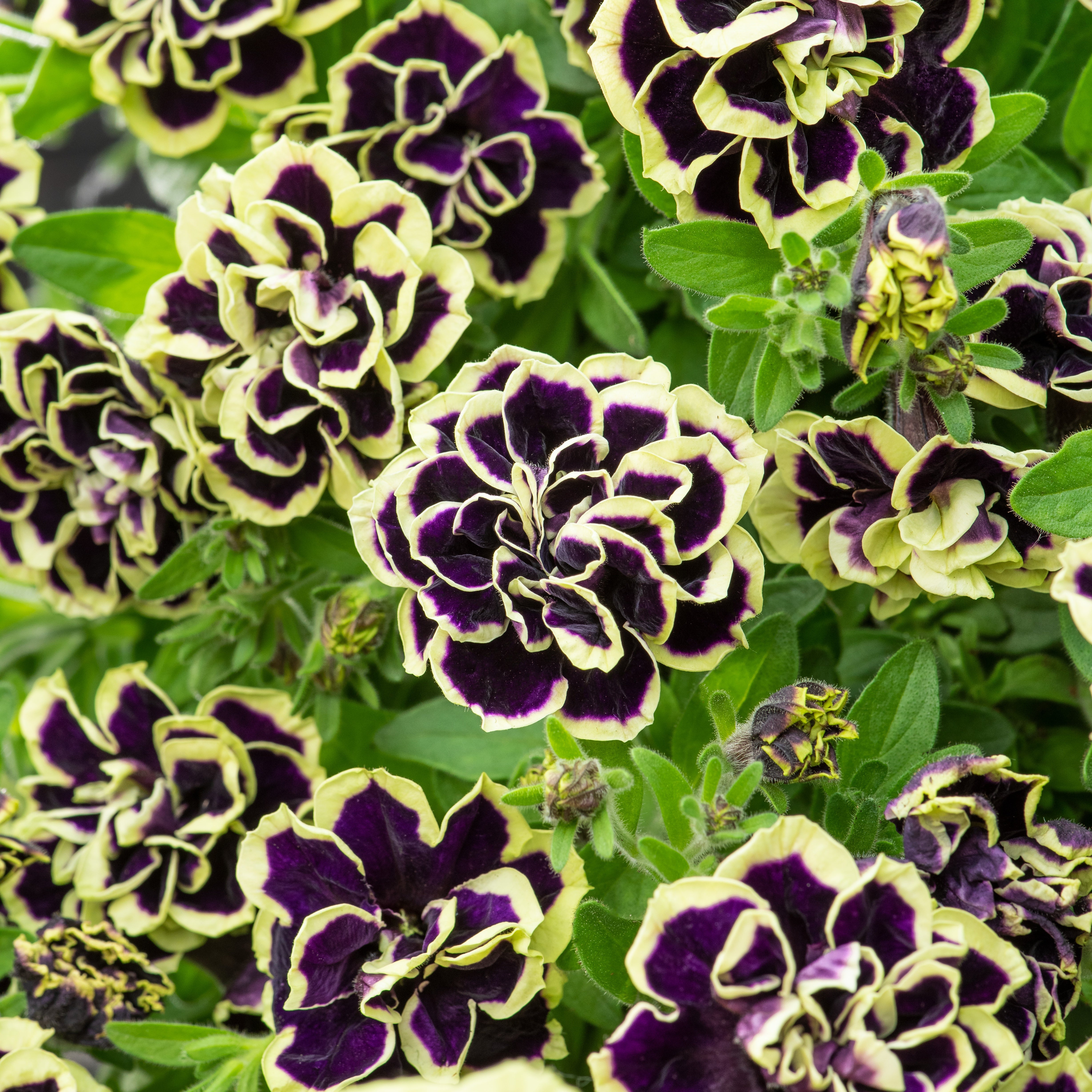 Bakker Pétunias Midnight Gold fleur double noir jaune 3 pots