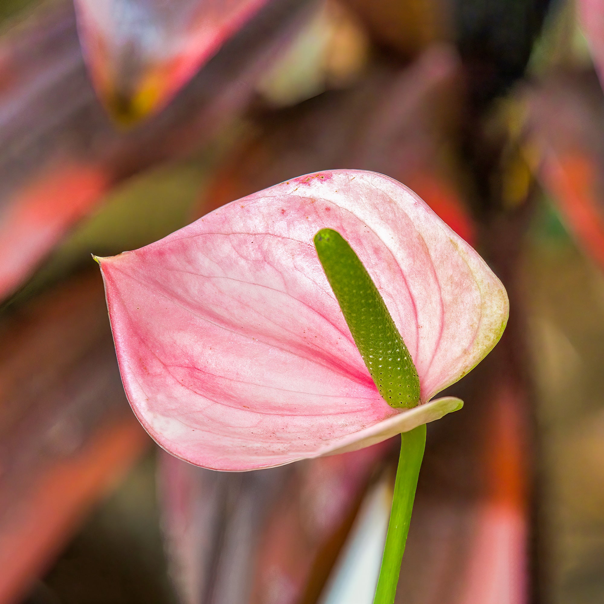 Bakker Anthurium rose Sweet Dream plante intérieur pot 12cm